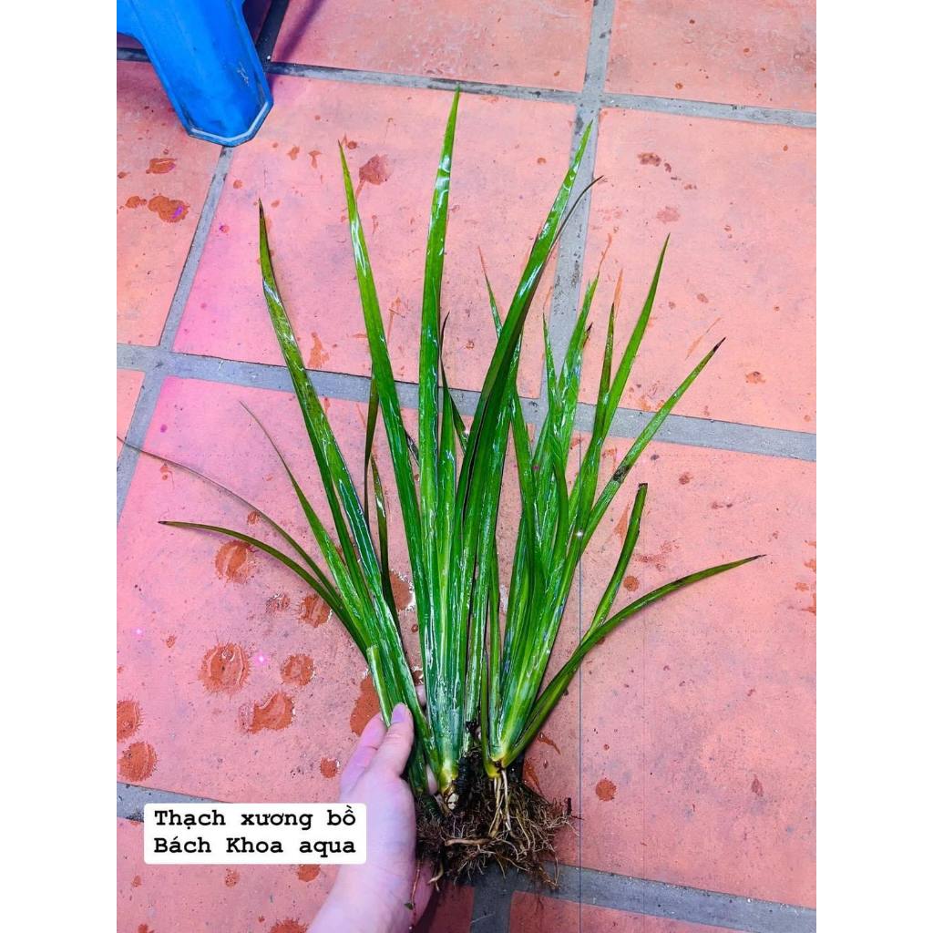 Cây thủy sinh - Thạch Sương Bồ