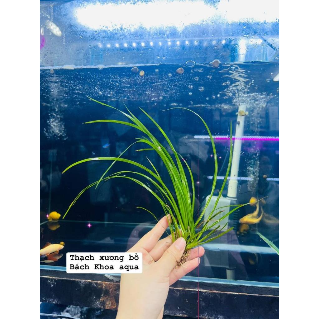 Cây thủy sinh - Thạch Sương Bồ