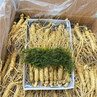 Sâm hầm gà size 23 đến 26 củ 1kg-nhân sâm chuẩn hàn quốc