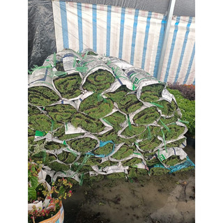 COMBO 2m2, 3m2 - Cỏ thảm - cỏ nhung nhật - 1 cuộn 1m2 -