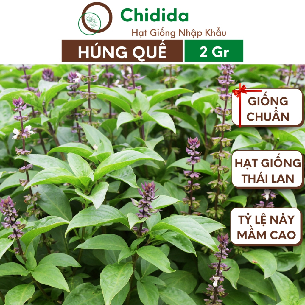 Hạt giống húng quế Chidida giống rau thơm Thái Lan gói 2gr trồng quanh năm dễ trồng sinh trưởng phát triển nhanh