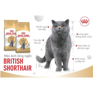 thức ăn hạt Royal Canin dành riêng cho mèo anh lông ngắn (British shorthair)