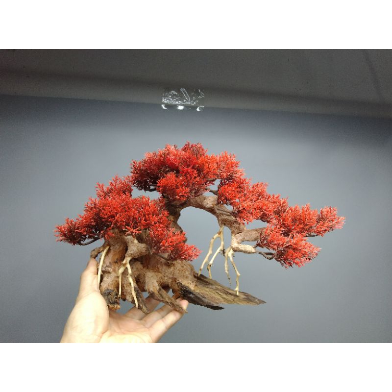 Cây Gỗ Lũa Bonsai hai thân ( Mẫu Tử ) dành cho bể cá, bể thủy sinh 50 cm trở lên
