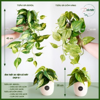 Cây giả, chậu cây dây leo trầu bà cao cấp 45cm, 20cm