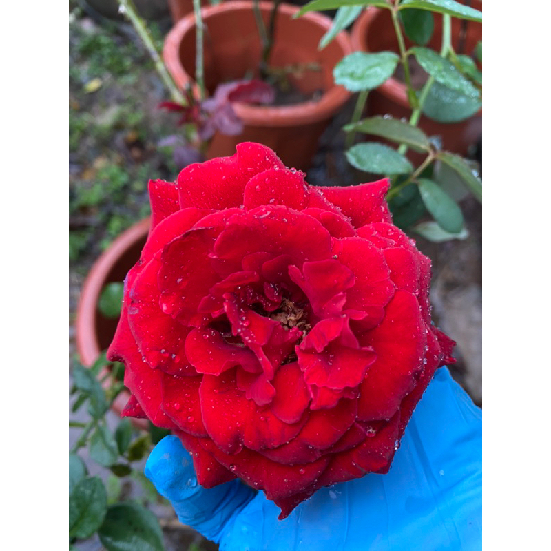 Leo đỏ hải phòng nguyên bản chậu nhỏ