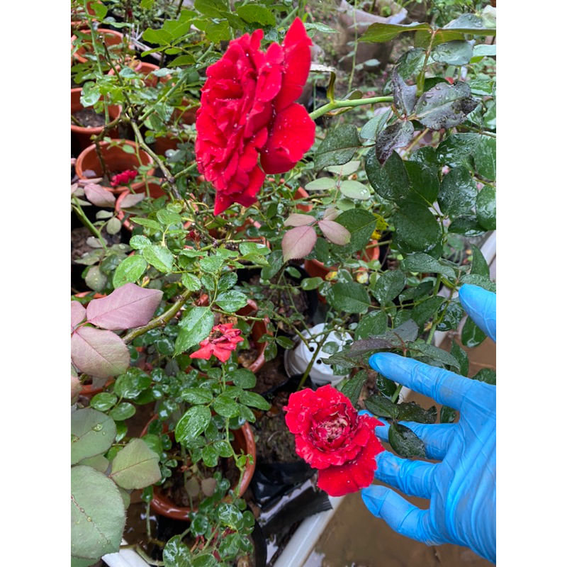 Leo đỏ hải phòng nguyên bản chậu nhỏ