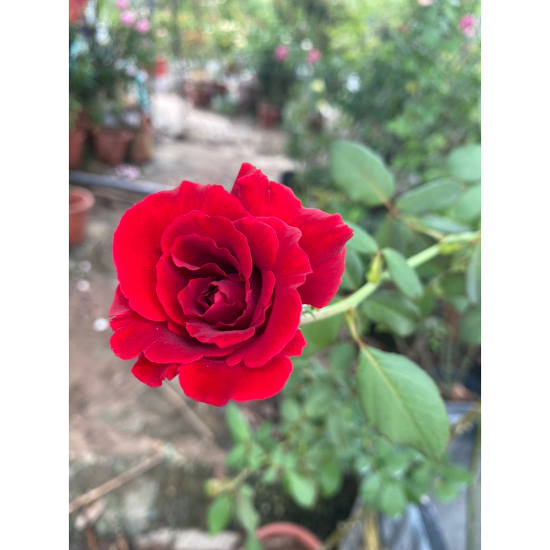 Leo đỏ hải phòng nguyên bản chậu nhỏ