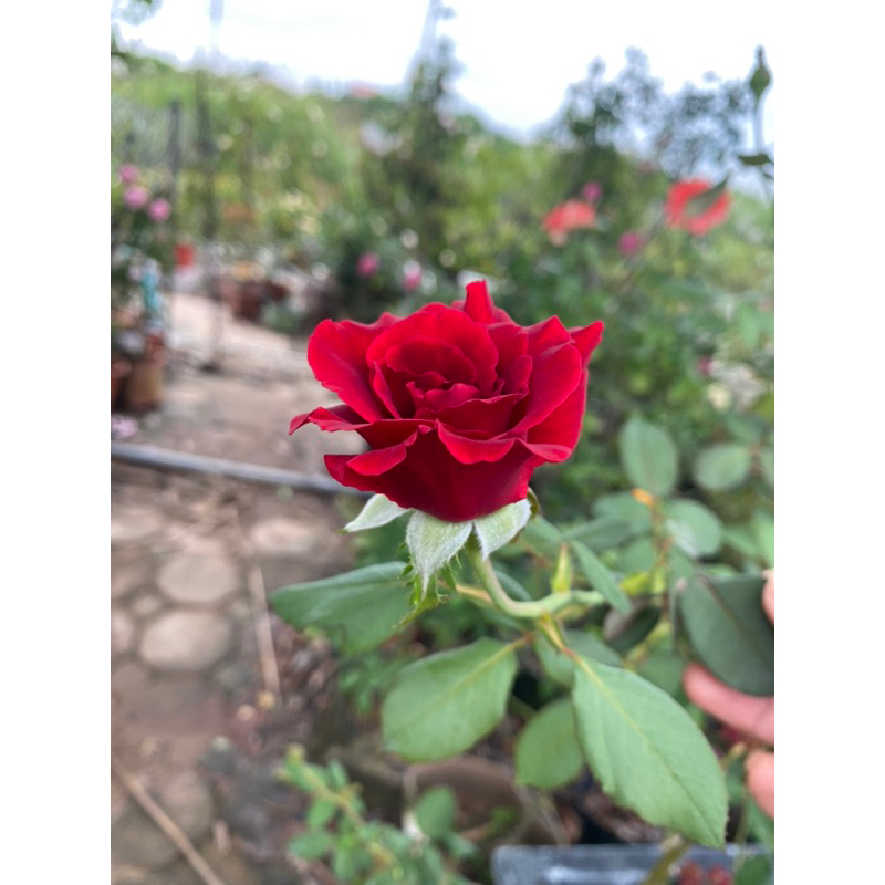 Leo đỏ hải phòng nguyên bản chậu nhỏ