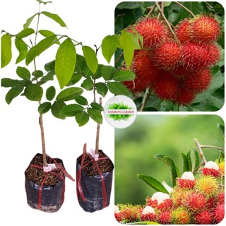 Cây giống chôm chôm tiến cường_cây ghép mới lạ, giòn, ngọt, ra trái quanh năm