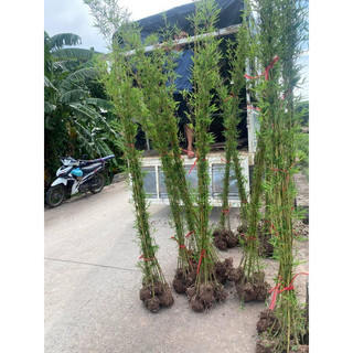 COMBO 10 TRÚC QUÂN TỬ
