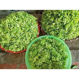 CHẬU HOA THIÊN LÝ SIÊU BÔNG