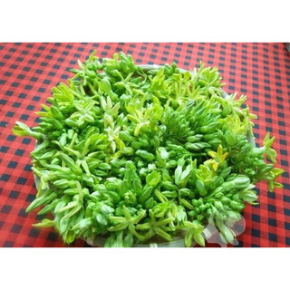 CHẬU HOA THIÊN LÝ SIÊU BÔNG