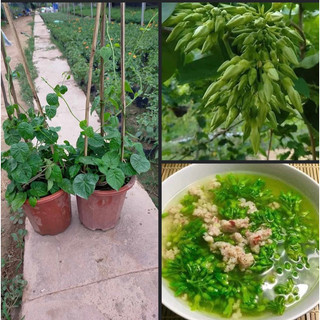 Chậu hoa thiên lý siêu bông