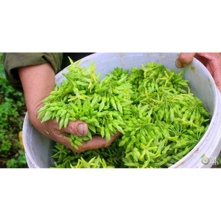 CHẬU HOA THIÊN LÝ SIÊU BÔNG