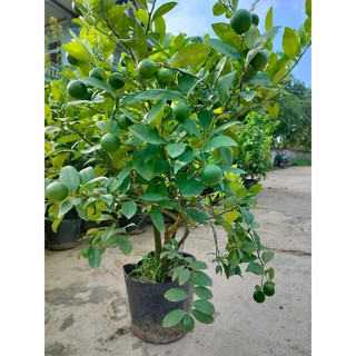 Chậu to chanh tứ quý sẵn quả