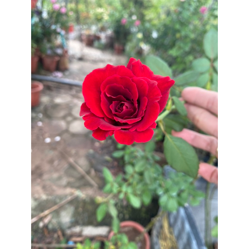 Leo đỏ hải phòng nguyên bản chậu nhỏ