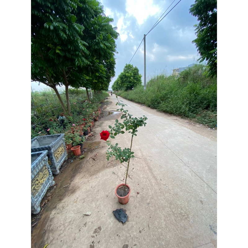 Leo đỏ hải phòng nguyên bản chậu nhỏ