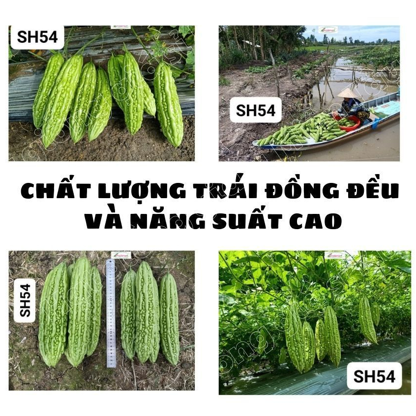 Hạt giống Khổ Qua lai SH54 SEN HỒNG  - Cây khỏe, kháng bệnh, trái bóng đẹp và không bị nứt