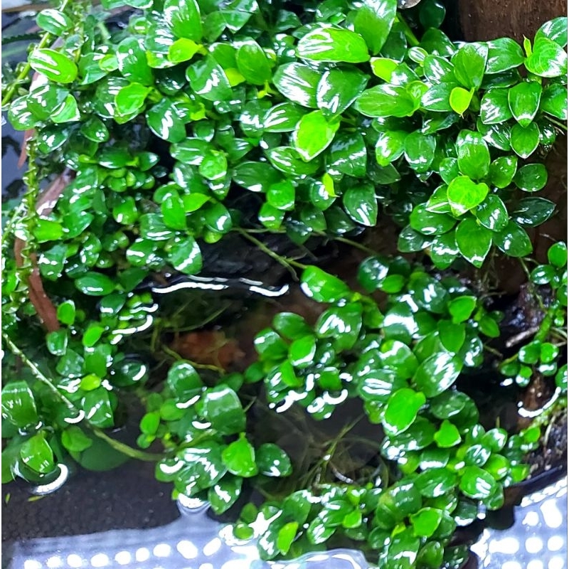 Phân Nước Vi Lượng Thủy Sinh cho Bucep, Ráy Lên Màu Đẹp