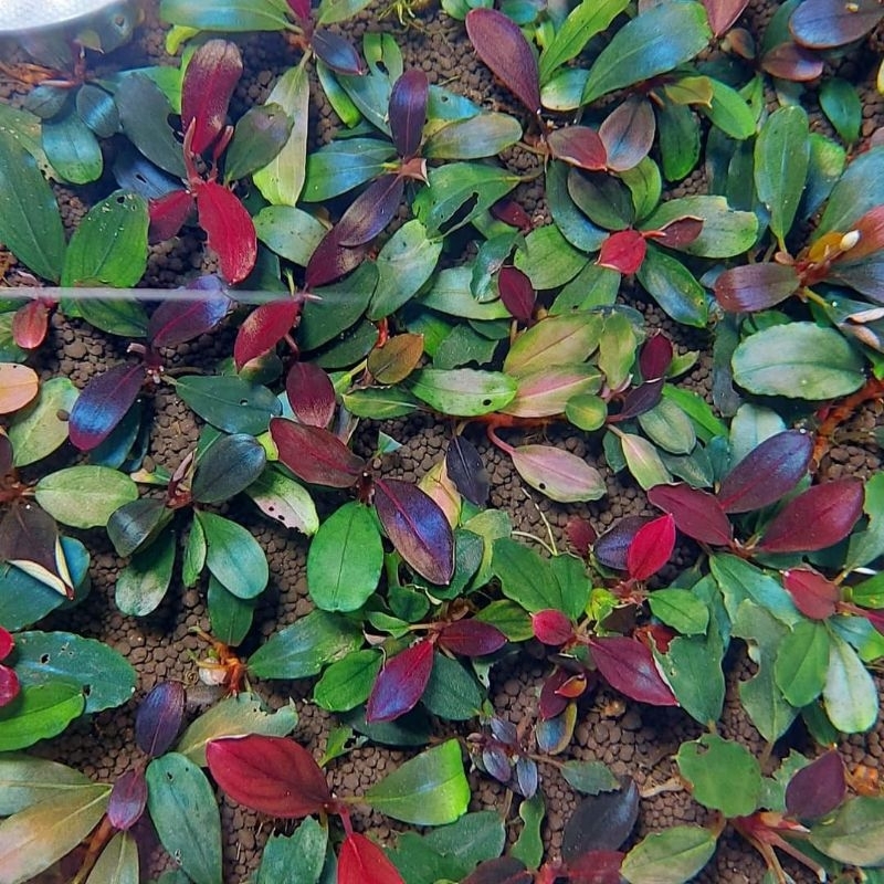 Phân Nước Sắt  cho cây thủy sinh