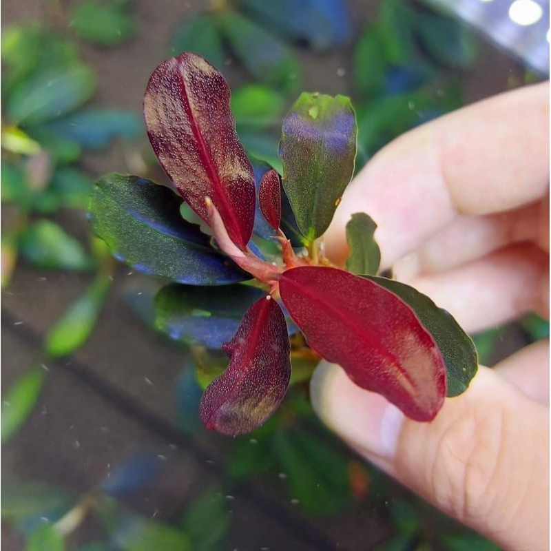 Phân Nước Sắt  cho cây thủy sinh