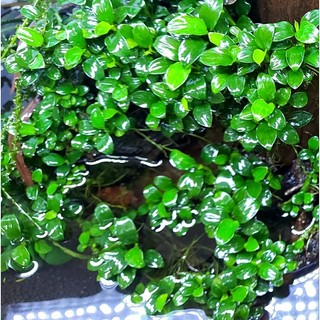 Phân Nước Kali K Special cho cây thủy sinh