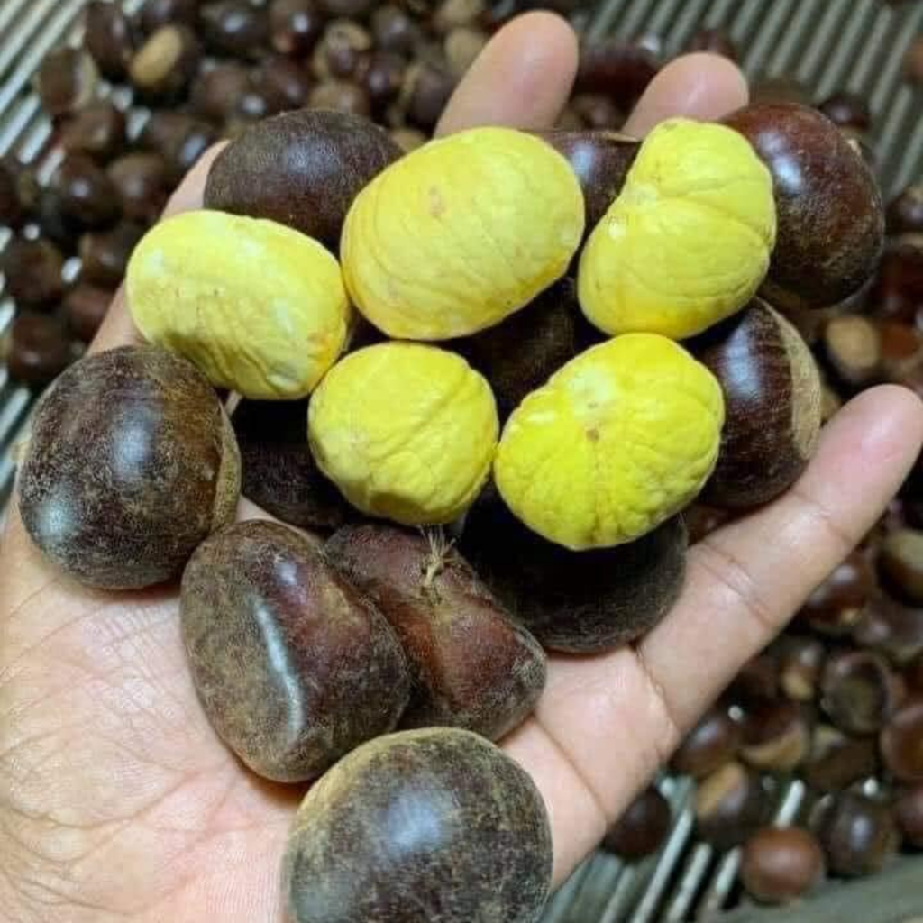 Hạt dẻ tươi Lào Cai  Loại to bigsize cơm ngon,ngọt, thơm