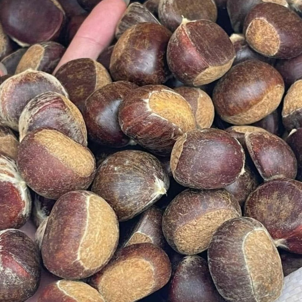 Hạt dẻ tươi Lào Cai  Loại to bigsize cơm ngon,ngọt, thơm