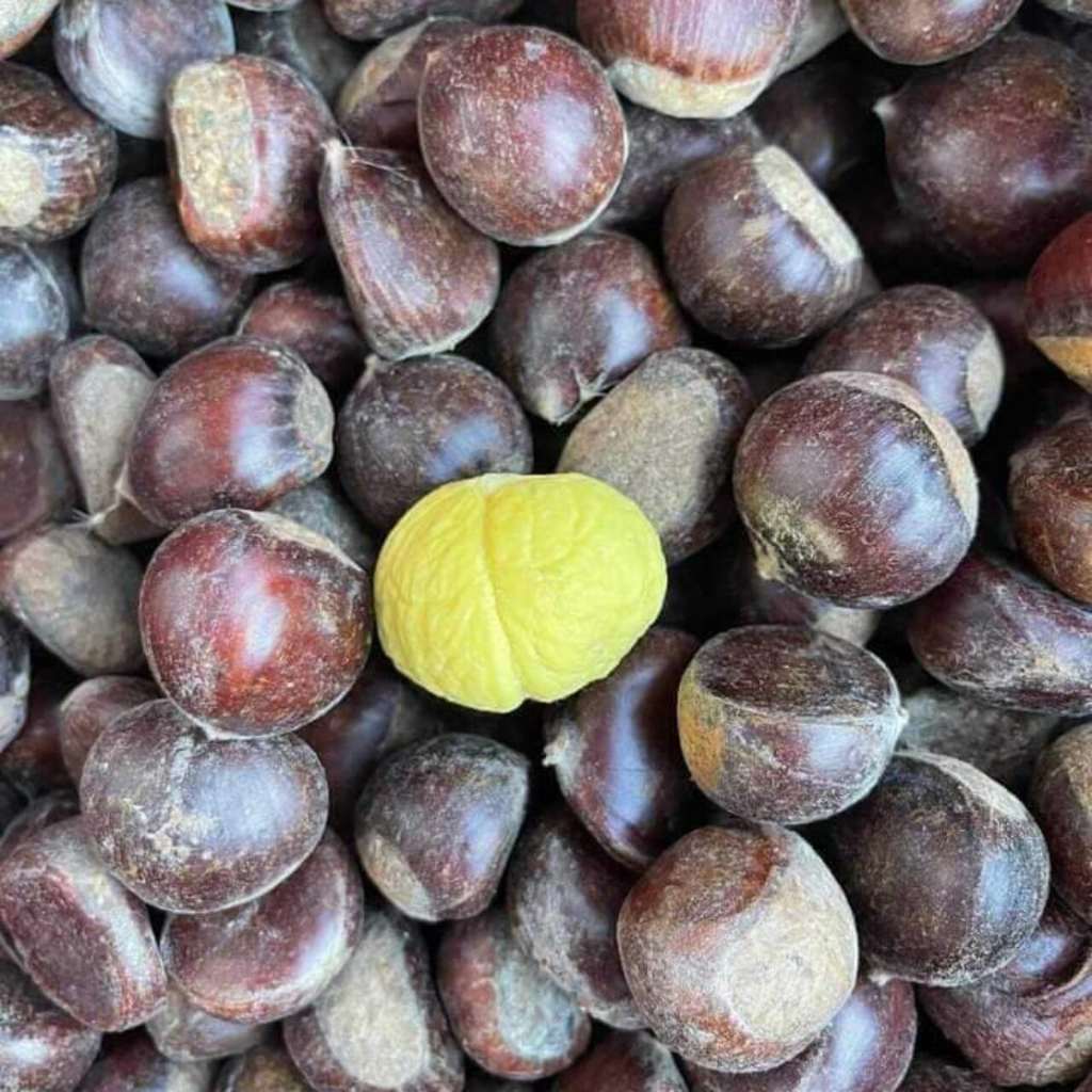 Hạt dẻ tươi Lào Cai  Loại to bigsize cơm ngon,ngọt, thơm