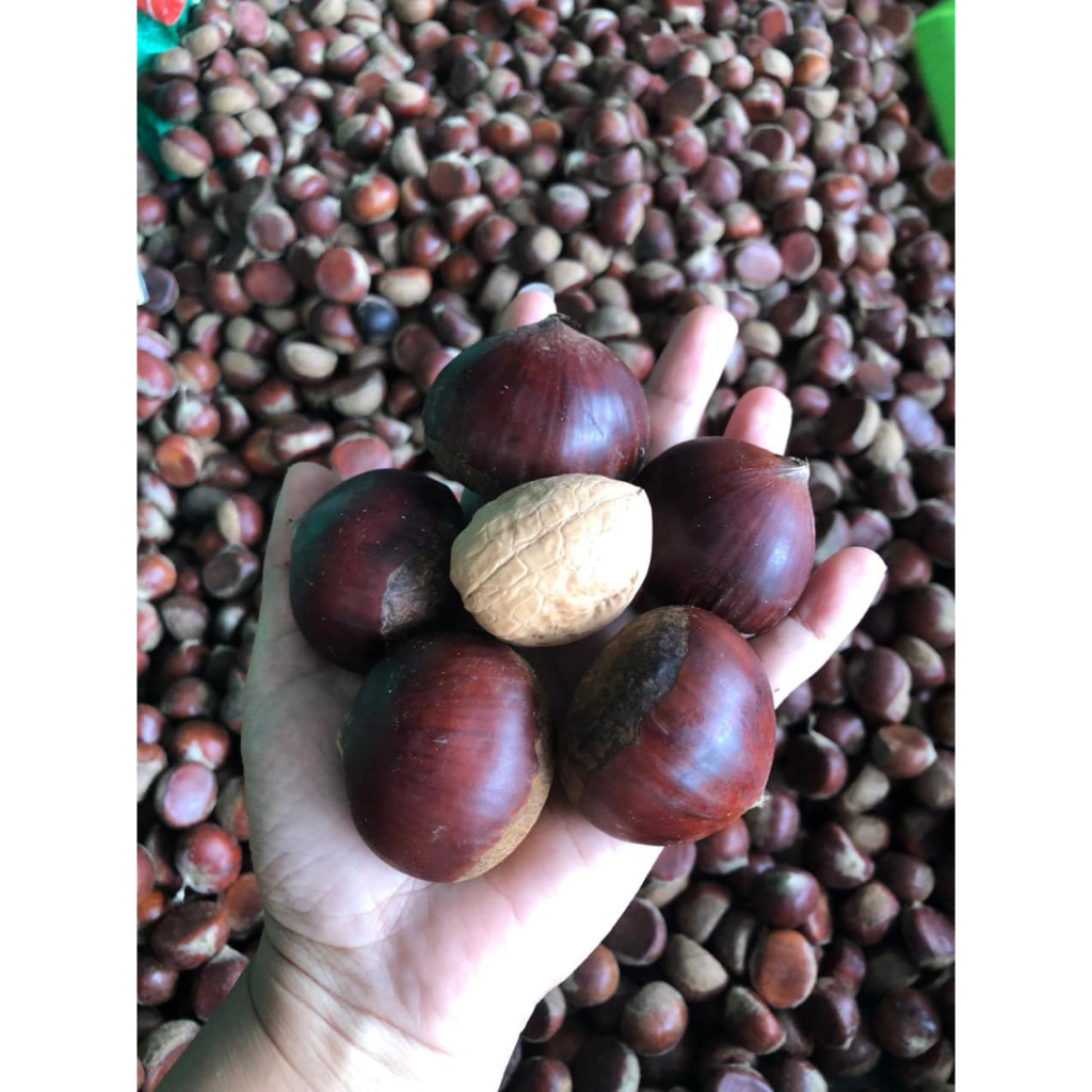 Hạt dẻ tươi Lào Cai  Loại to bigsize cơm ngon,ngọt, thơm