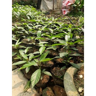 Cây sung ta (to bằng ngón tay, có thể làm gốc ghép)