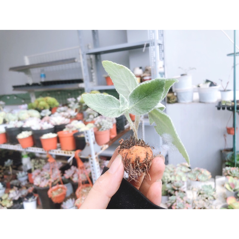 Sen đá cliff queen