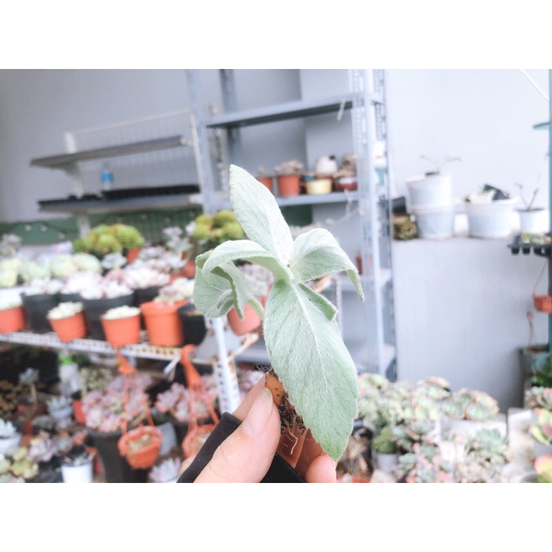 Sen đá cliff queen