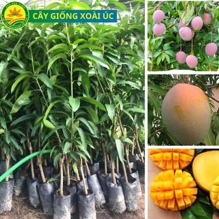 CÂY GIỐNG XOÀI ÚC QUẢ TO NGỌT VÀ NĂNG SUẤT CAO CÂY CAO 80_1M