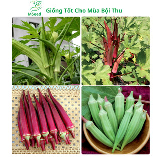 Hạt giống đậu bắp xanh, đỏ cao sản chuẩn F1 năng suất cao, dễ trồng ra quả quanh năm - MSeed
