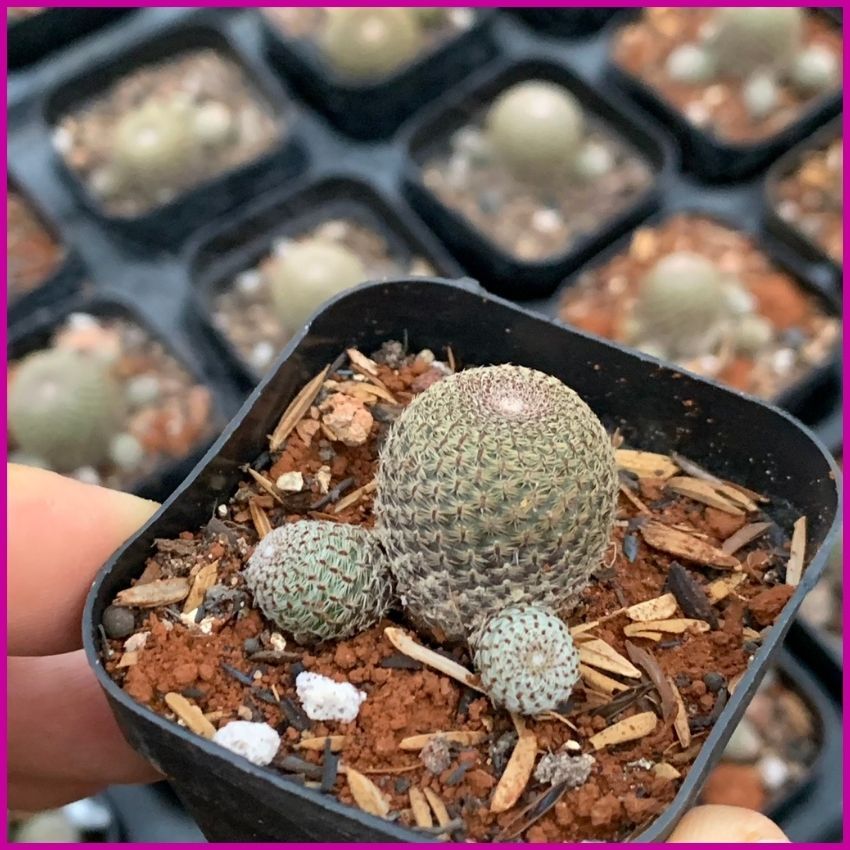 Xương rồng chuột nhỏ Size chậu 5.5cm, Cây Già Khỏe - Giá Rẻ