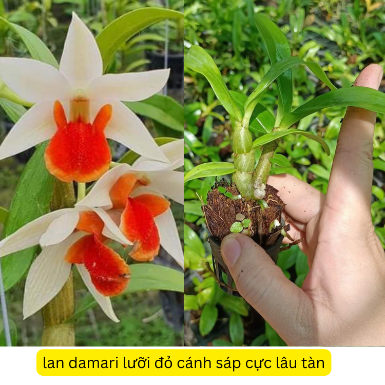 [Giá hủy diệt] hoa lan damari lưỡi đỏ cánh sáp cực lâu tàn hàng cây giống khỏe dể chăm sóc