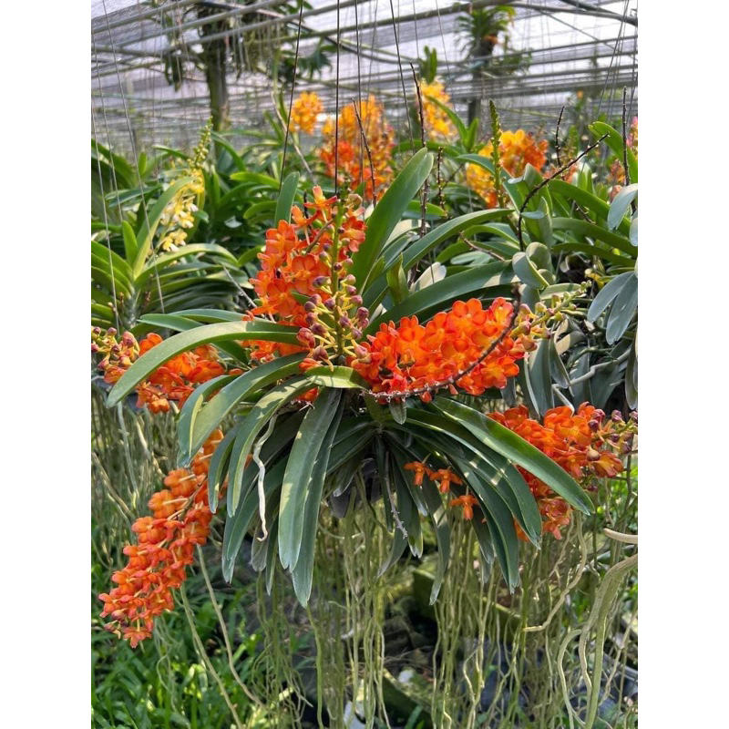 Móc treo lan bọc nhựa Combo 10 cái dài 80cm