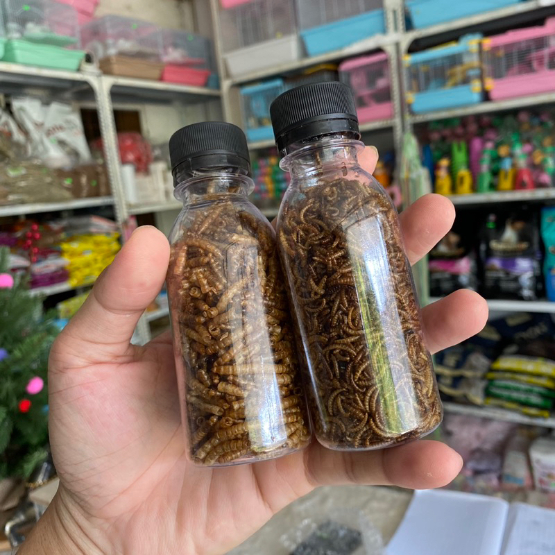 Đồ ăn hamster, SÂU SẤY cung cấp đạm