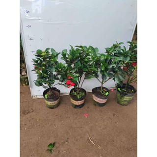 Trà tứ quý cây như hình hàng 100 bầu