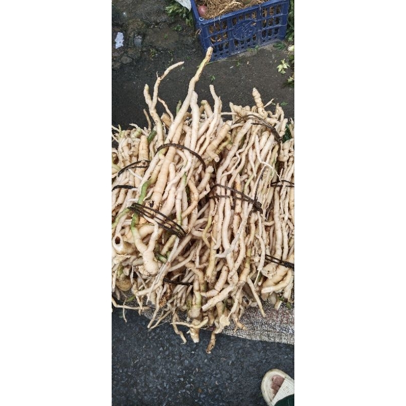 1kg sâm xuyên đá  tây bắc