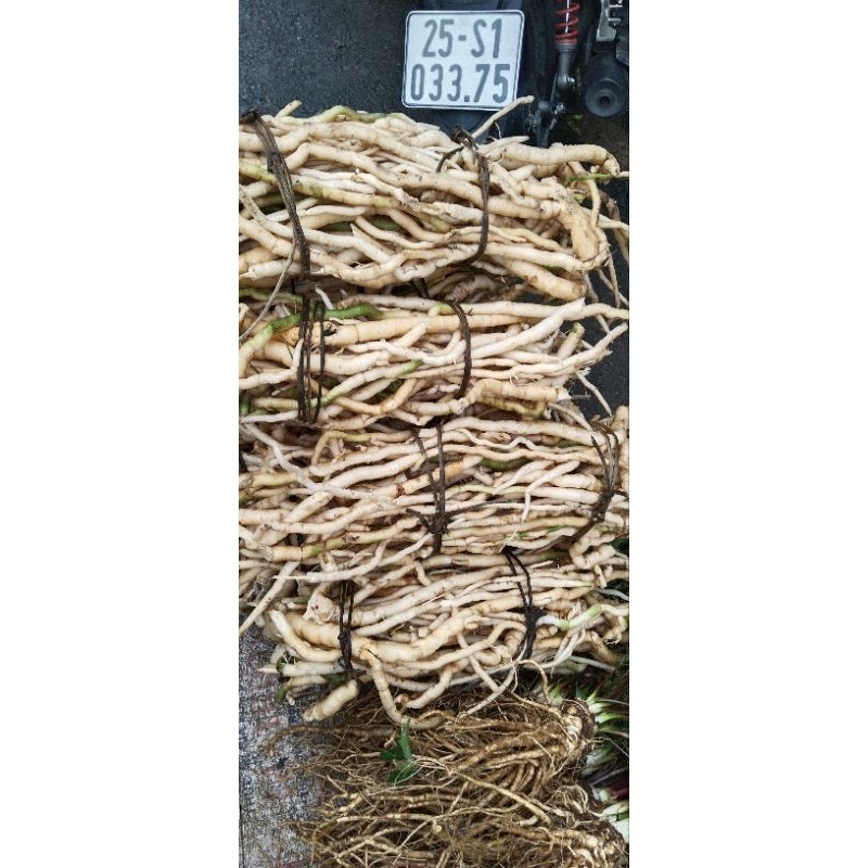1kg sâm xuyên đá  tây bắc