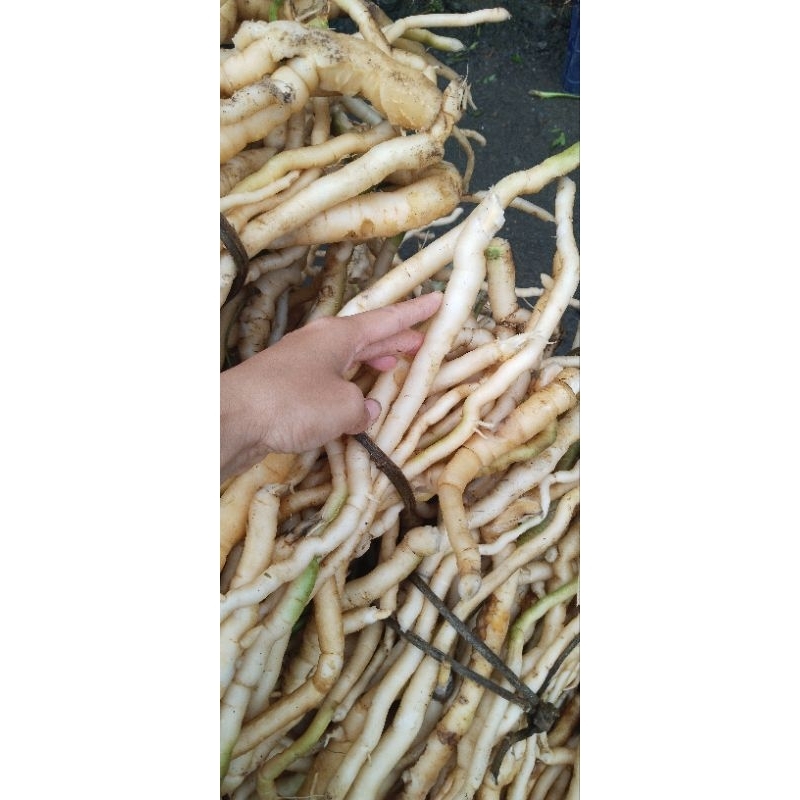 1kg sâm xuyên đá  tây bắc