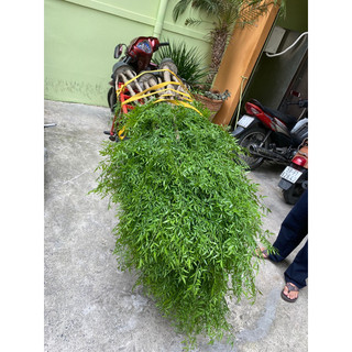 Cây nam thiên trúc 1,8m có 3 gốc.