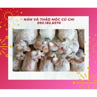 > 10 phôi nấm bào ngư xám/ sò/ linh chi