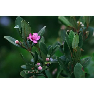 Cây giống sim ta 20-30cm (ăn quả và làm cảnh)