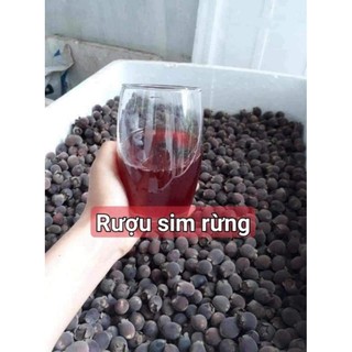 Cây giống sim ta 20-30cm (ăn quả và làm cảnh)