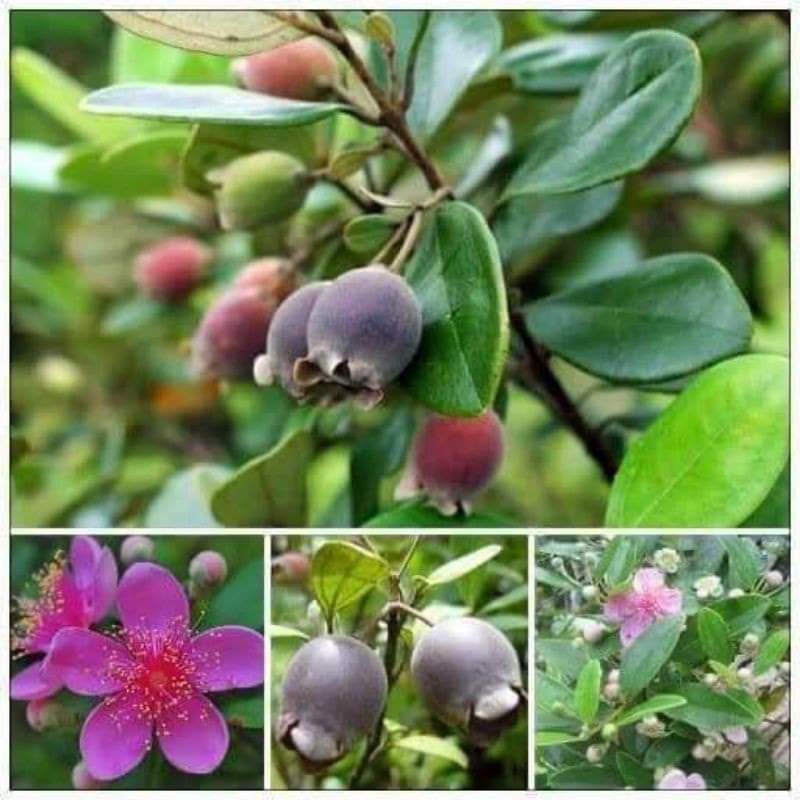 Cây giống sim ta 20-30cm (ăn quả và làm cảnh)