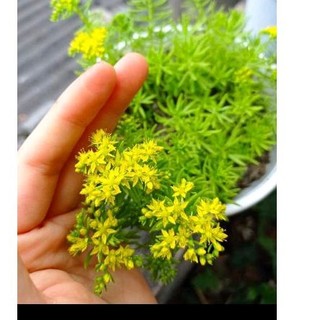Cây giống 10h úc - 5 cành(hoa sao băng)