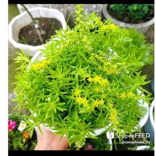 Cây giống 10h úc